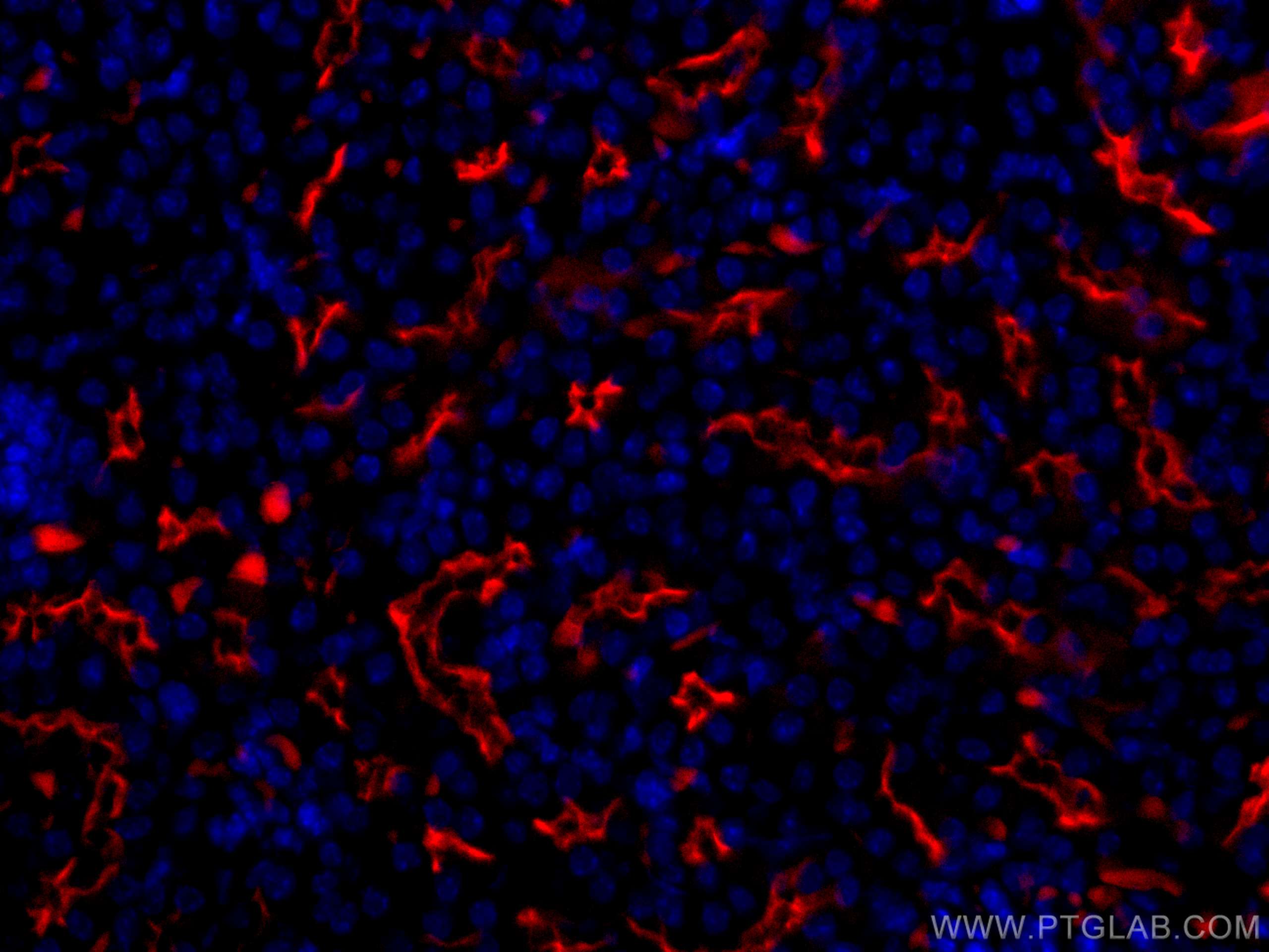 Immunofluorescence (IF) / fluorescent staining of mouse kidney tissue using CoraLite®594-conjugated CD133 Polyclonal antibody (CL594-18470)