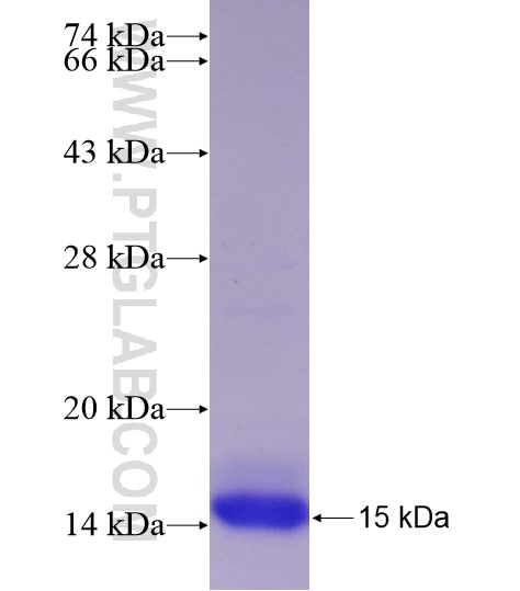 CD133 fusion protein Ag29051 SDS-PAGE