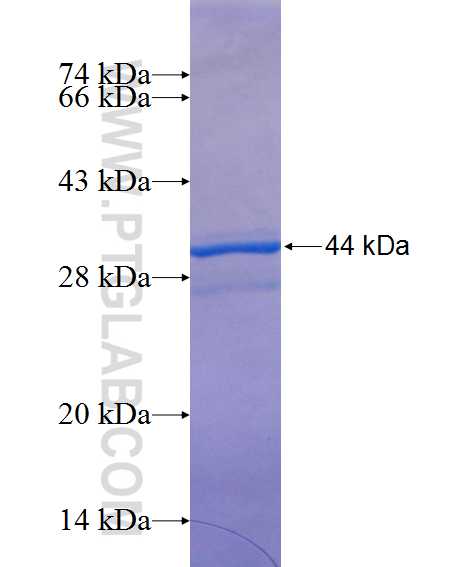 CD133 fusion protein Ag13328 SDS-PAGE