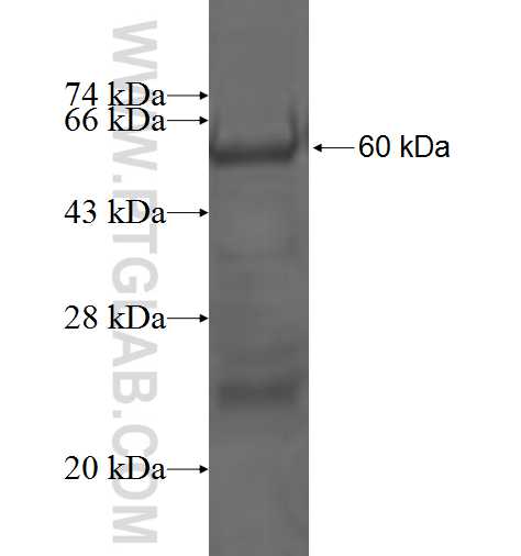 CD133 fusion protein Ag1579 SDS-PAGE