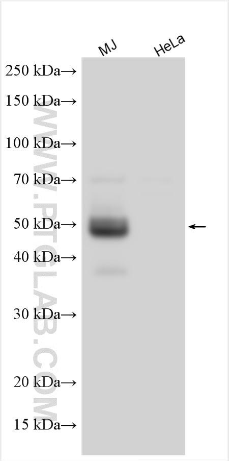Western Blot (WB) analysis of various lysates using CD134/OX40 Polyclonal antibody (29361-1-AP)