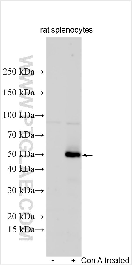 Western Blot (WB) analysis of various lysates using CD134/OX40 Polyclonal antibody (32621-1-AP)
