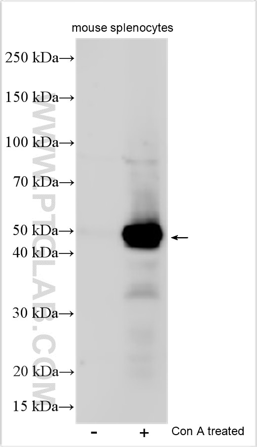 Western Blot (WB) analysis of various lysates using CD134/OX40 Polyclonal antibody (32621-1-AP)