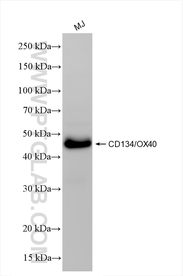 Western Blot (WB) analysis of various lysates using CD134/OX40 Recombinant antibody (84247-4-RR)
