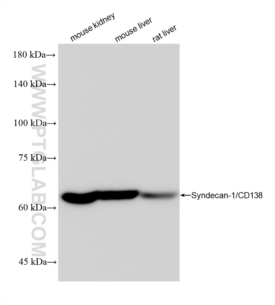Western Blot (WB) analysis of various lysates using CD138/Syndecan-1 Recombinant antibody (84069-6-RR)