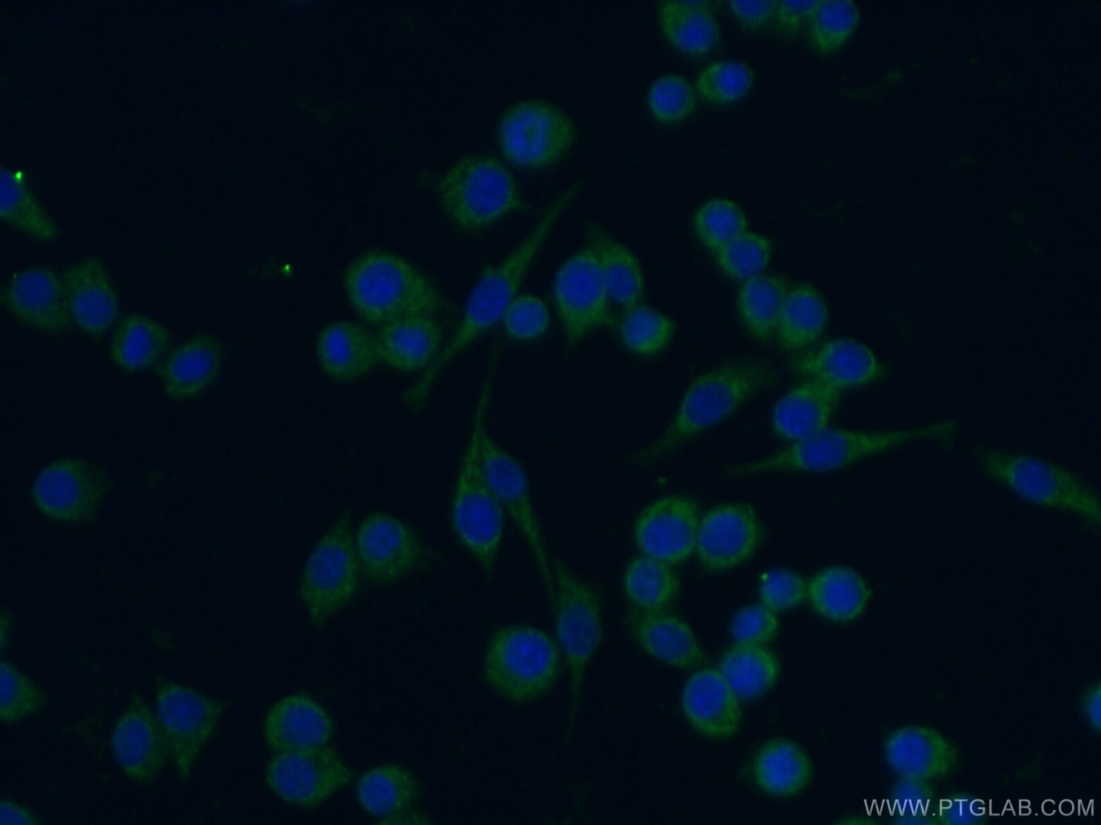 Immunofluorescence (IF) / fluorescent staining of RAW 264.7 cells using CD14 Polyclonal antibody (17000-1-AP)