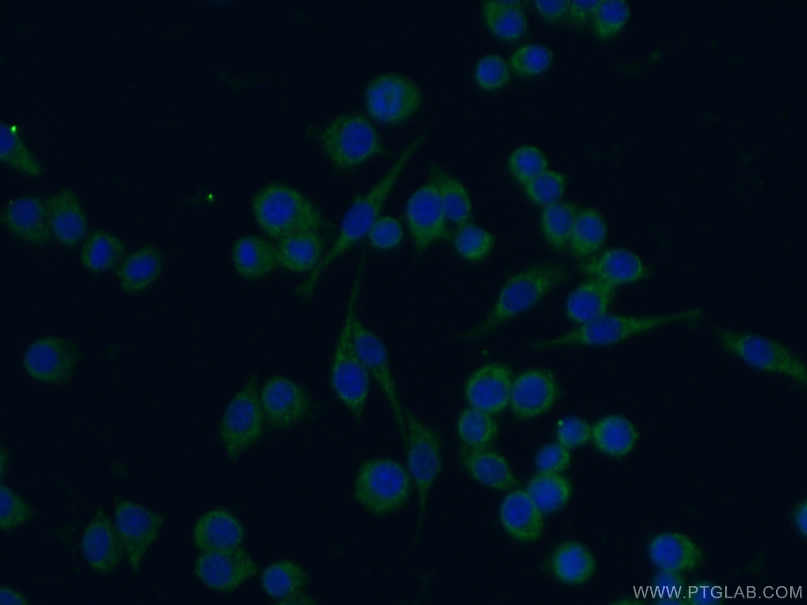 IF Staining of RAW 264.7 using 17000-1-AP