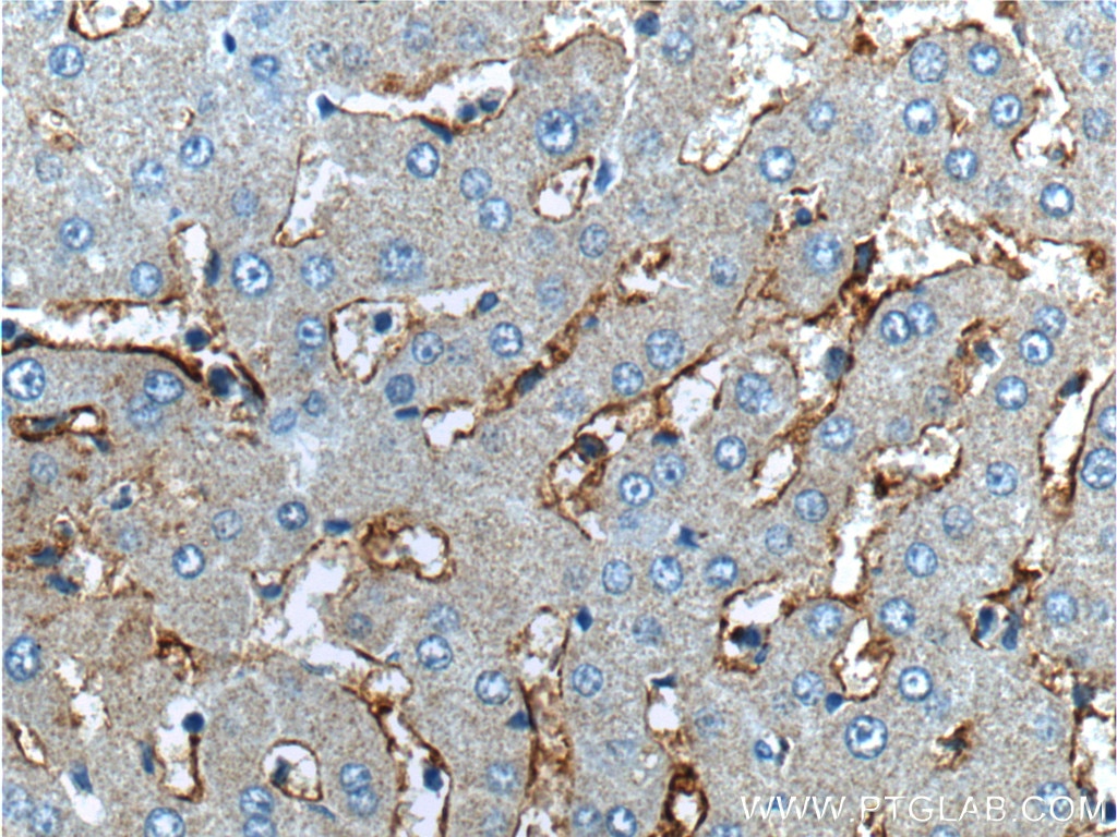 CD14 Polyclonal antibody