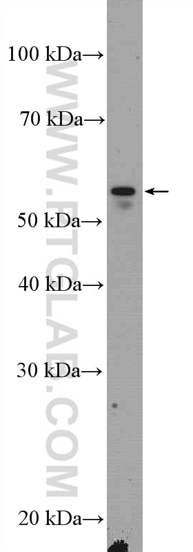 Western Blot (WB) analysis of RAW 264.7 cells using CD14 Polyclonal antibody (17000-1-AP)