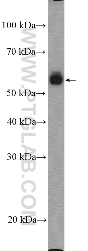 Western Blot (WB) analysis of HL-60 cells using CD14 Polyclonal antibody (17000-1-AP)