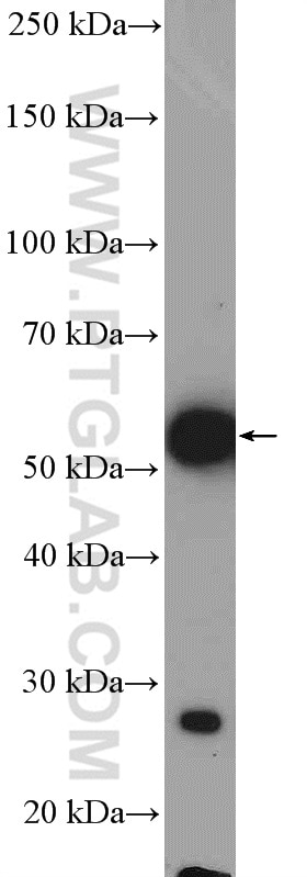 Western Blot (WB) analysis of human spleen tissue using CD14 Polyclonal antibody (17000-1-AP)