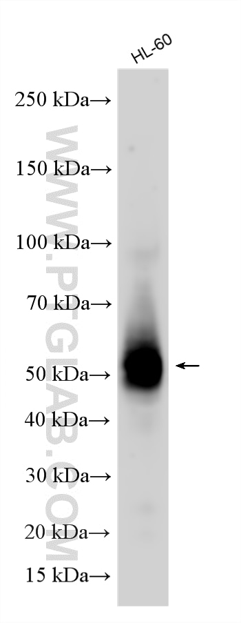 WB analysis using 17000-1-AP Western Blot (WB) analysis of various lysates using CD14 Polyclonal antibody (17000-1-AP)