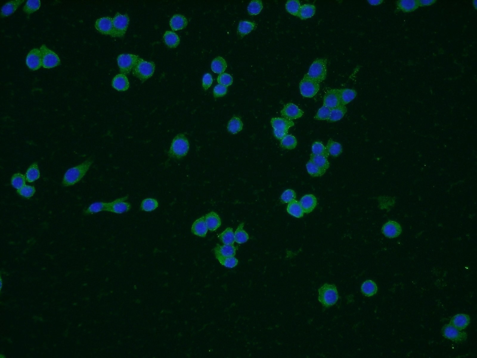 Immunofluorescence (IF) / fluorescent staining of RAW 264.7 cells using CD14 Monoclonal antibody (60253-1-Ig)