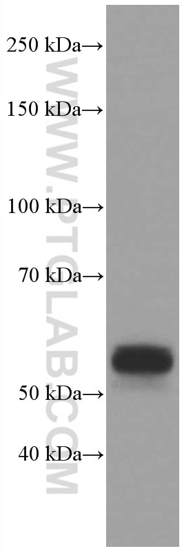 Western Blot (WB) analysis of THP-1 cells using CD14 Monoclonal antibody (60253-1-Ig)