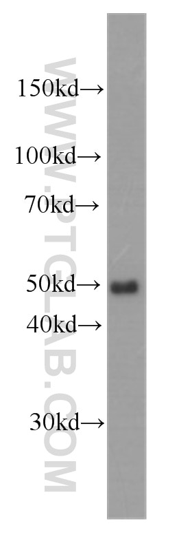 Western Blot (WB) analysis of RAW 264.7 cells using CD14 Monoclonal antibody (60253-1-Ig)