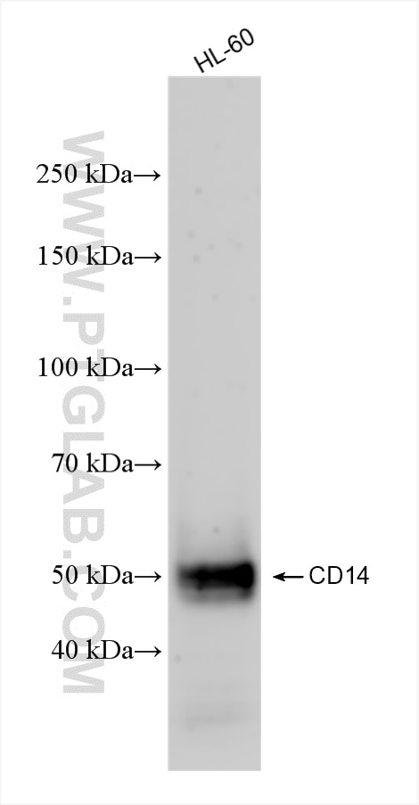 CD14