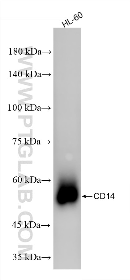 HL-60 cells were subjected to SDS PAGE followed by western blot with 83055-6-RR (CD14 antibody) at dilution of 1:2000 incubated at room temperature for 1.5 hours. Western Blot (WB) analysis of various lysates using CD14 Recombinant monoclonal antibody (83055-6-RR)