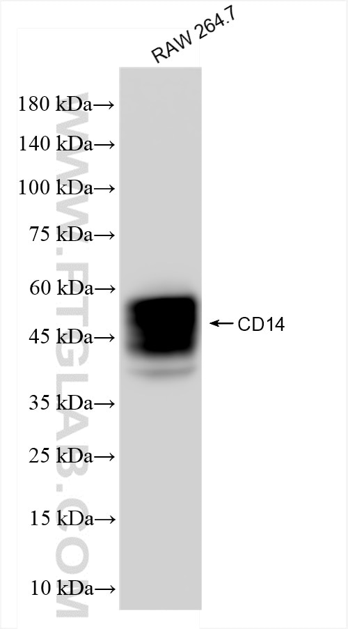 Western Blot (WB) analysis of RAW 264.7 cells using CD14 Recombinant antibody (83297-8-RR)