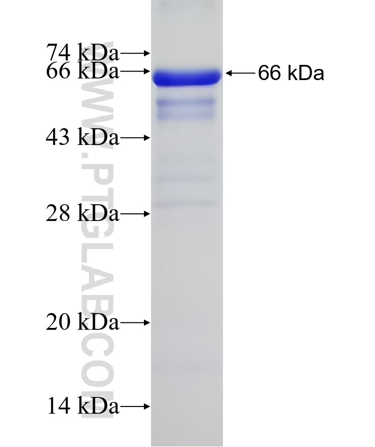 CD14 fusion protein Ag10693 SDS-PAGE