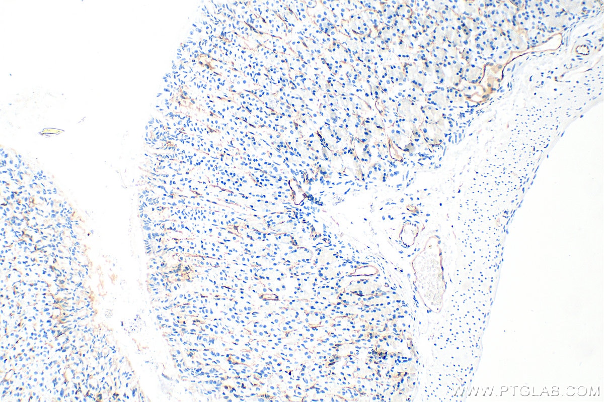 Immunohistochemistry (IHC) staining of mouse stomach tissue using CD141/Thrombomodulin Recombinant antibody (84412-3-RR)