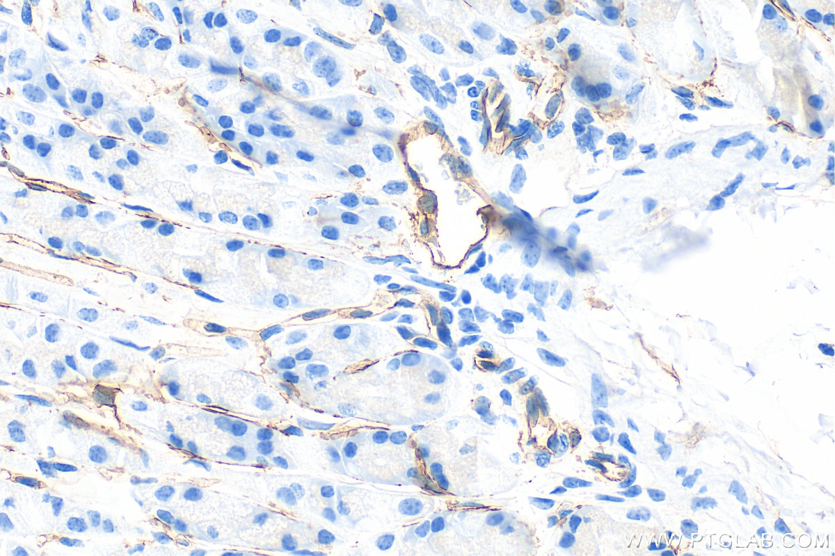 Immunohistochemistry (IHC) staining of mouse stomach tissue using CD141/Thrombomodulin Recombinant antibody (84412-3-RR)