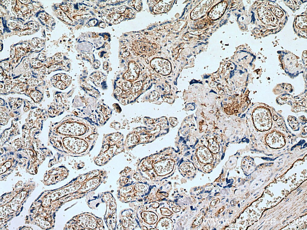 IHC staining of human placenta using 66153-1-Ig