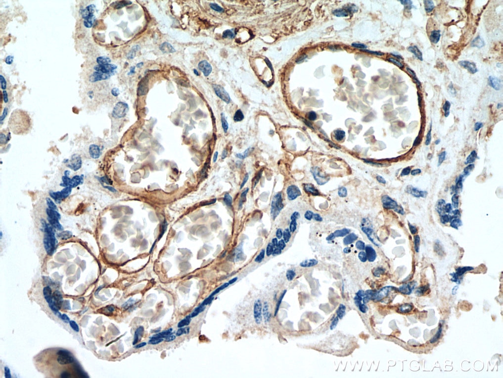 Immunohistochemistry (IHC) staining of human placenta tissue using CD146/MCAM Monoclonal antibody (66153-1-Ig)