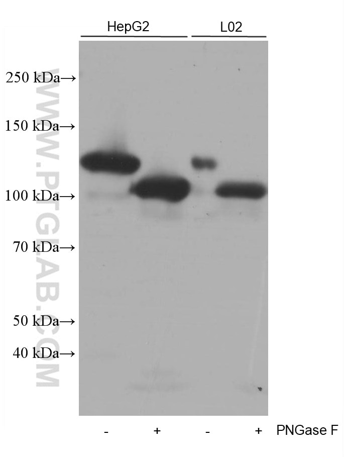 Western Blot (WB) analysis of HepG2 cells using CD146/MCAM Monoclonal antibody (66153-1-Ig)