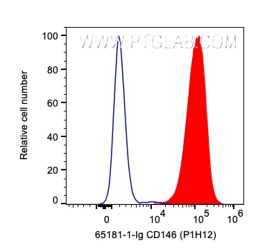 Flow cytometry (FC) experiment of HeLa cells using Anti-Human CD146 (P1H12) (65181-1-Ig)