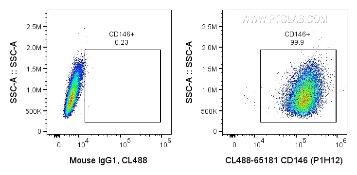 CD146