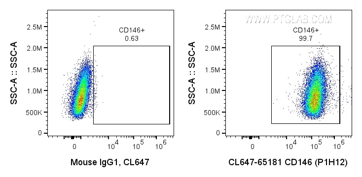 CD146