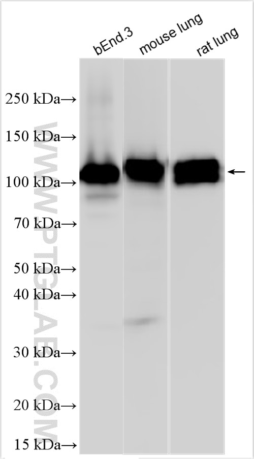 Western Blot (WB) analysis of various lysates using CD146/MCAM Polyclonal antibody (33091-1-AP)