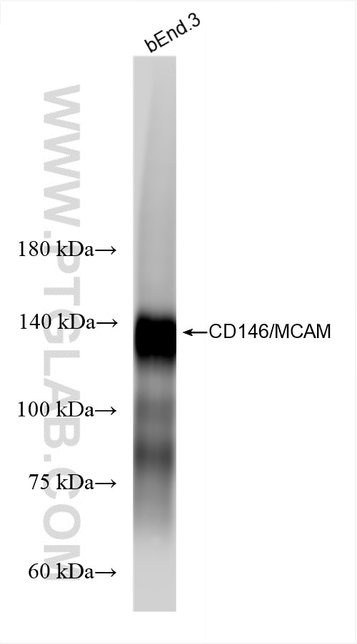 Western Blot (WB) analysis of bEnd.3 cells using CD146/MCAM Recombinant antibody (86159-3-RR)