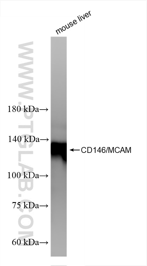 Western Blot (WB) analysis of mouse liver tissue using CD146/MCAM Recombinant antibody (86159-3-RR)