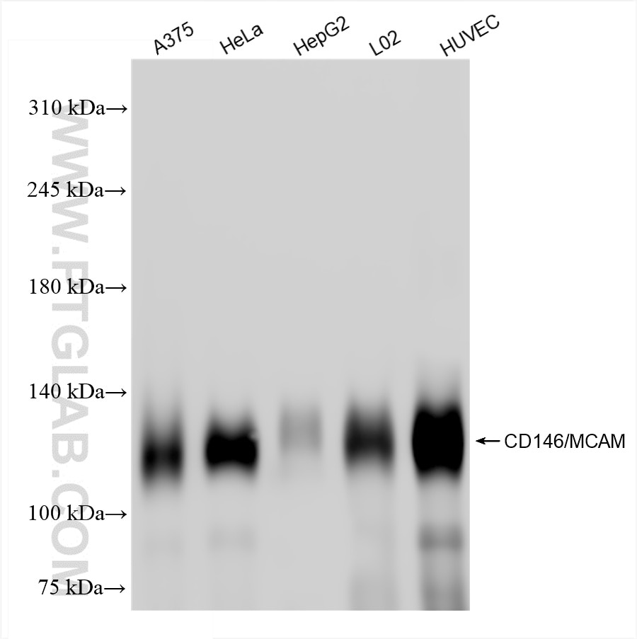 Western Blot (WB) analysis of various lysates using CD146/MCAM Recombinant antibody (86492-1-RR)