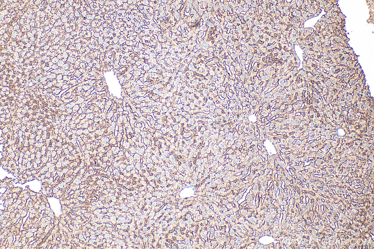 Immunohistochemistry (IHC) staining of mouse liver tissue using CD147 Polyclonal antibody (32187-1-AP)