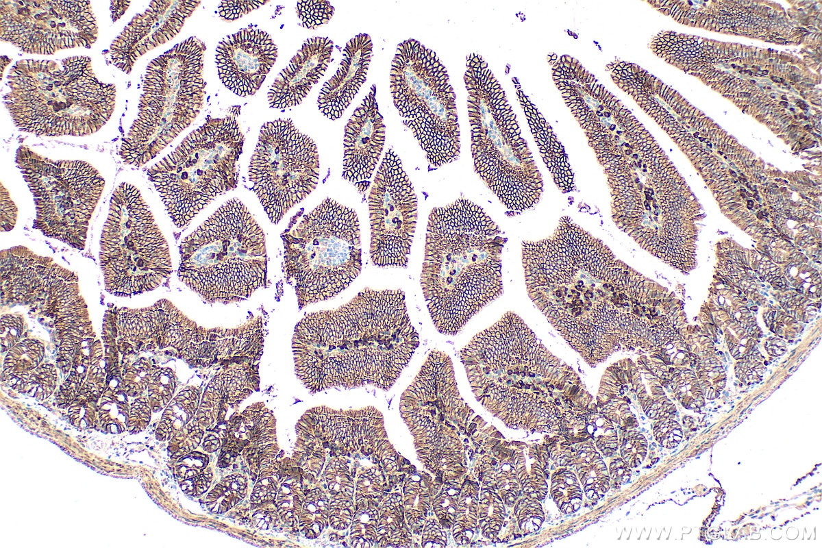Immunohistochemistry (IHC) staining of mouse small intestine tissue using CD147 Polyclonal antibody (32187-1-AP)