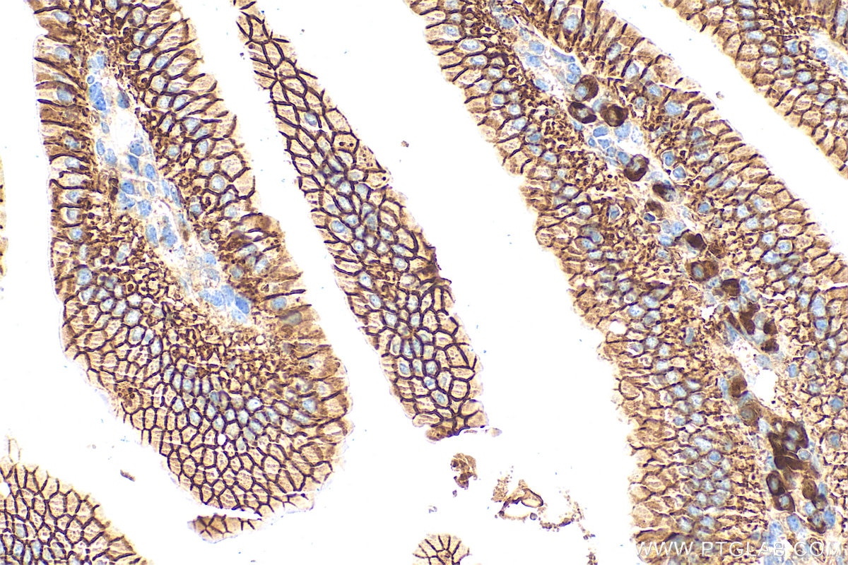 Immunohistochemistry (IHC) staining of mouse small intestine tissue using CD147 Polyclonal antibody (32187-1-AP)