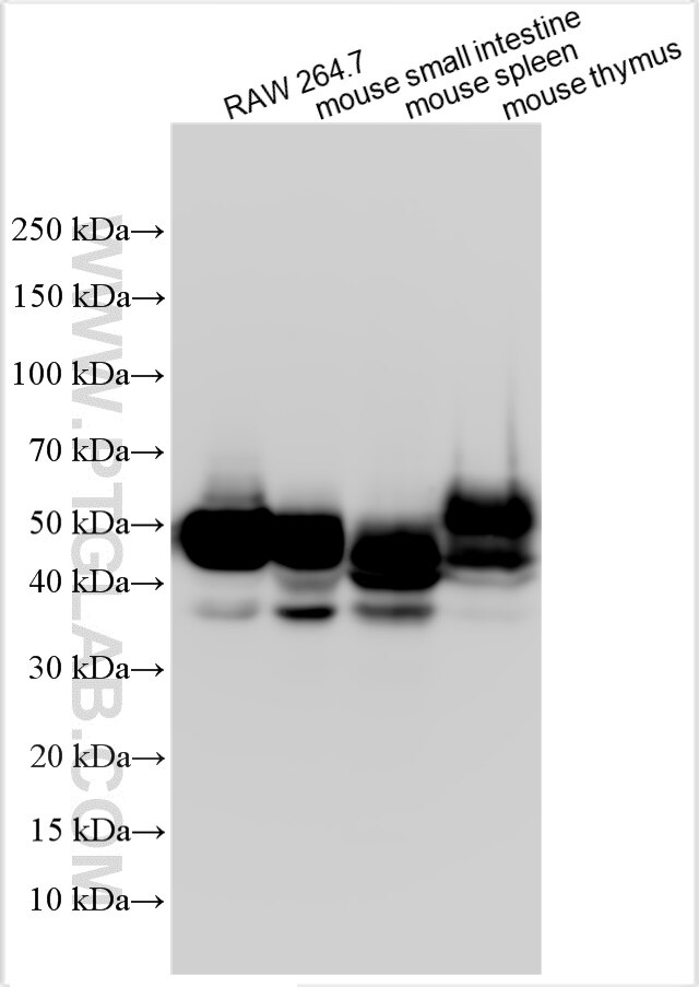 Western Blot (WB) analysis of various lysates using CD147 Polyclonal antibody (32187-1-AP)