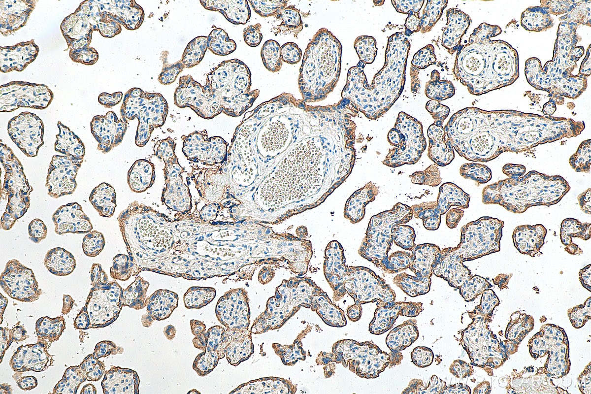 Immunohistochemistry (IHC) staining of human placenta tissue using CD147 Monoclonal antibody (66443-1-Ig)