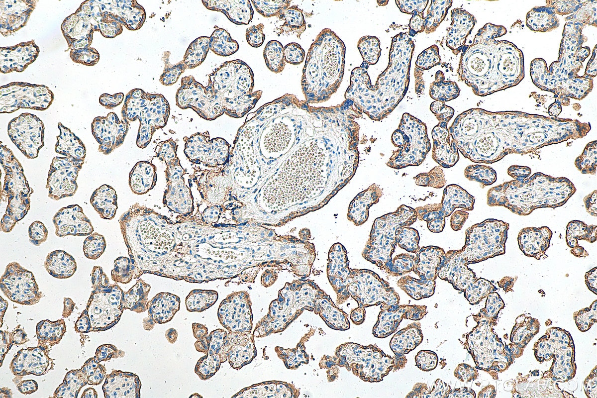 IHC staining of human placenta using 66443-1-Ig