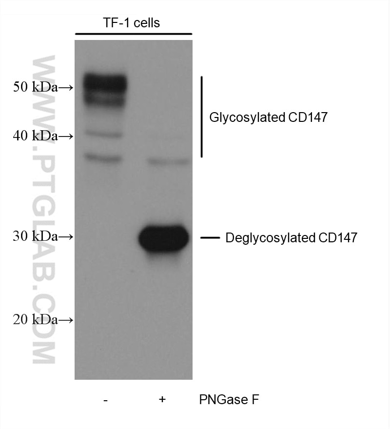 CD147