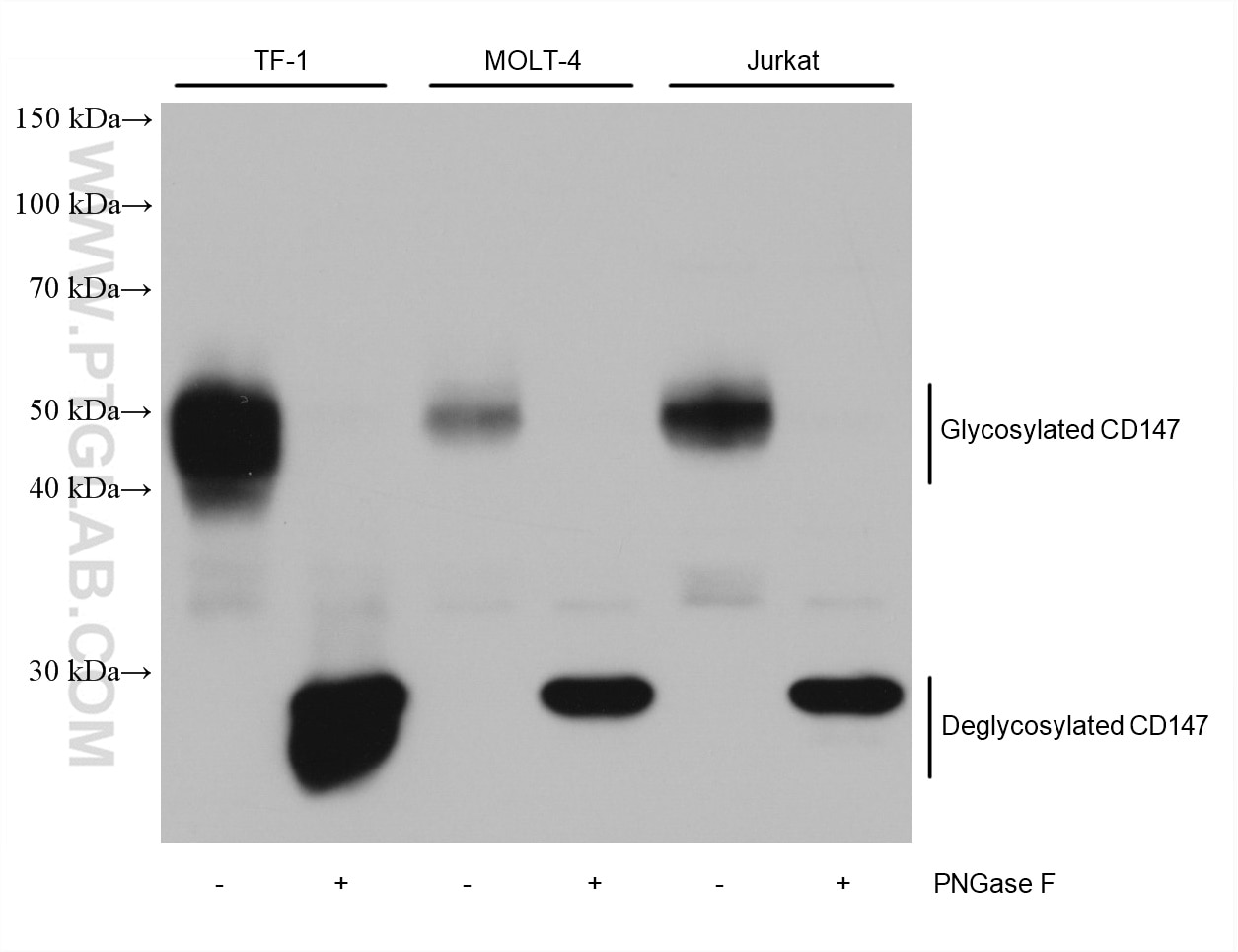 Western Blot (WB) analysis of various lysates using CD147 Monoclonal antibody (66443-1-Ig)