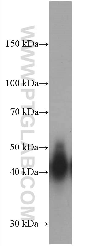 Western Blot (WB) analysis of human spleen tissue using CD147 Monoclonal antibody (66443-1-Ig)