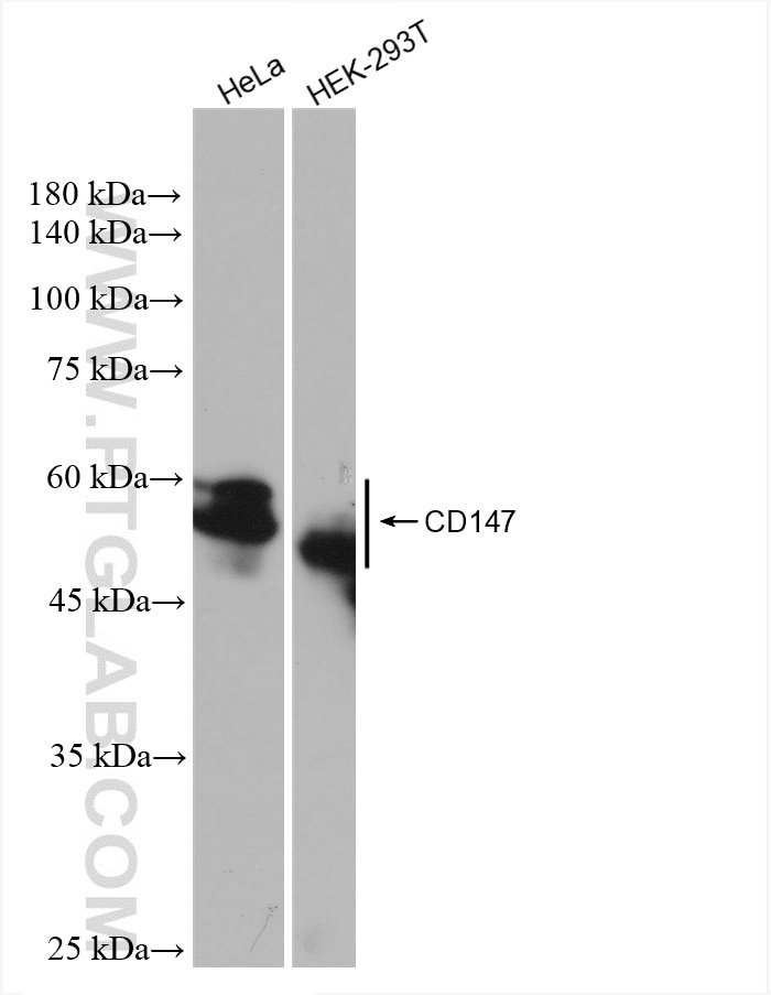 CD147