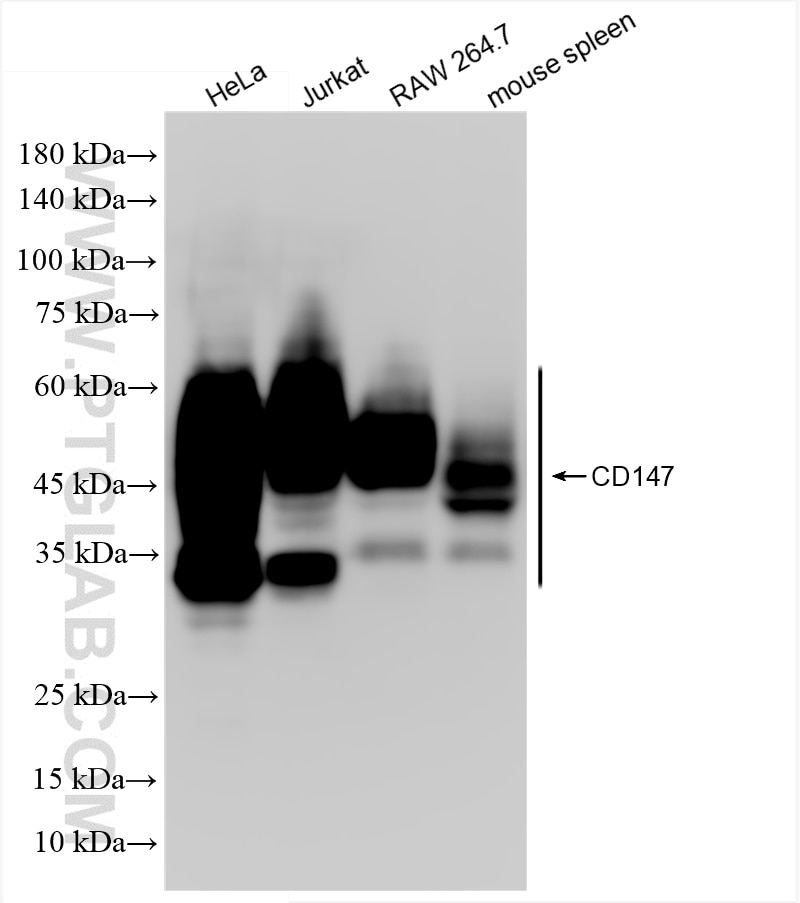 Western Blot (WB) analysis of various lysates using CD147 Recombinant antibody (82909-8-RR)