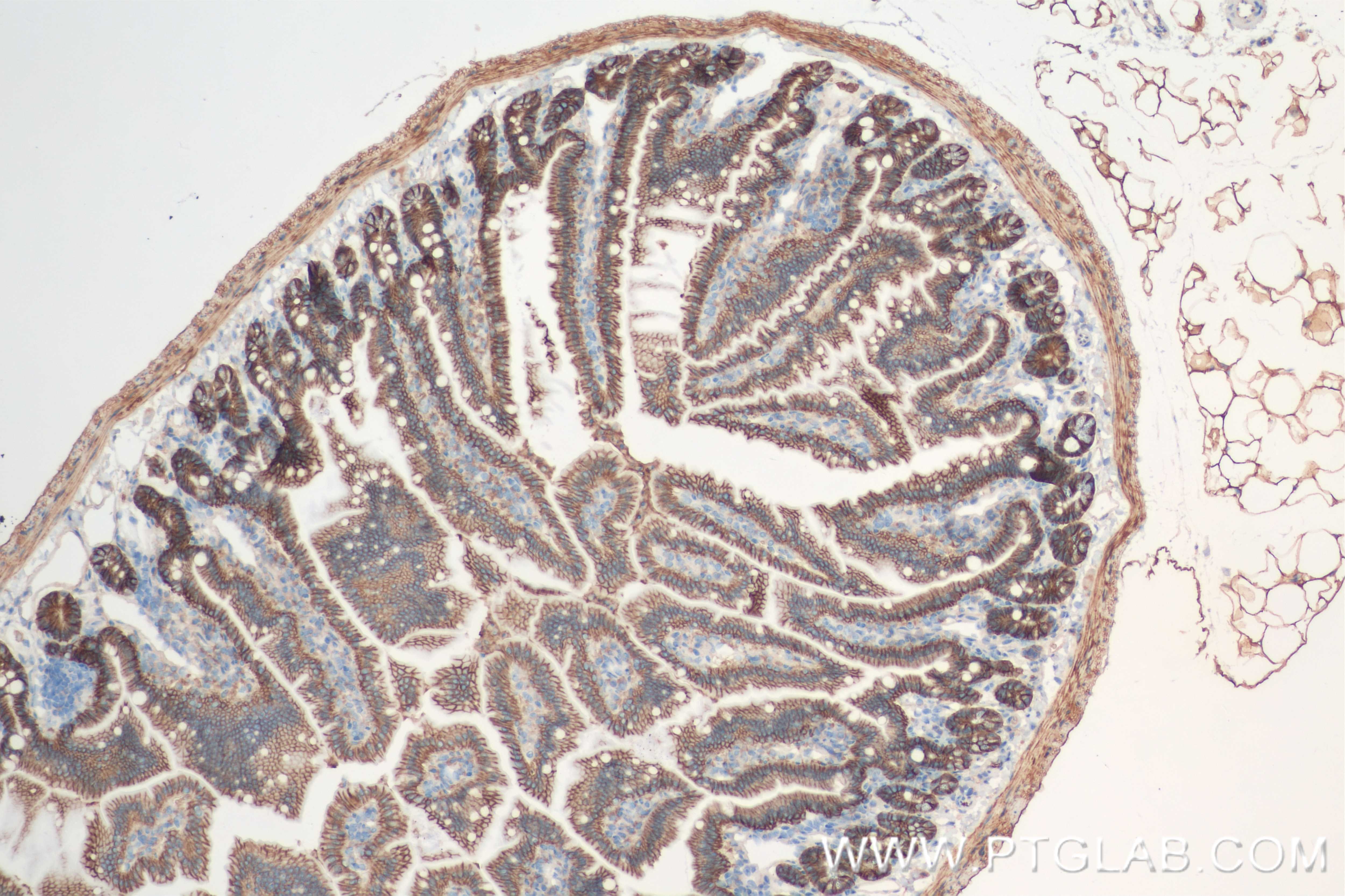 Immunohistochemistry (IHC) staining of mouse small intestine tissue using CD147 Recombinant antibody (84488-6-RR)