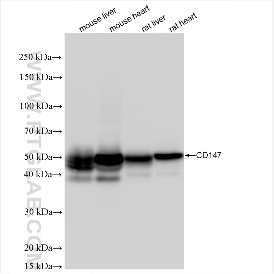 Western Blot (WB) analysis of various lysates using CD147 Recombinant antibody (84488-6-RR)