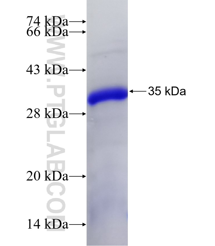 CD147 fusion protein Ag25538 SDS-PAGE