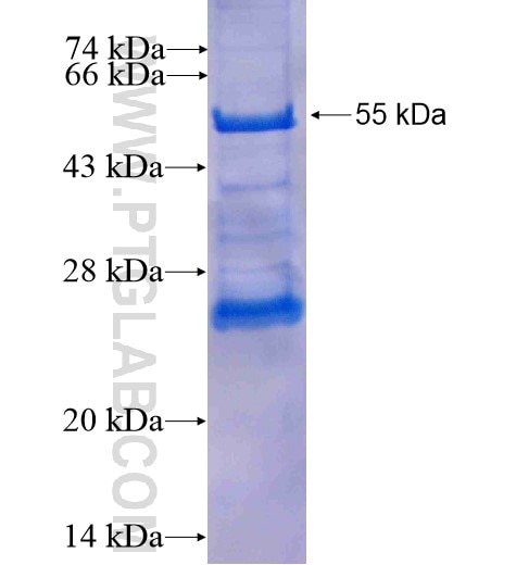 CD147 fusion protein Ag2619 SDS-PAGE